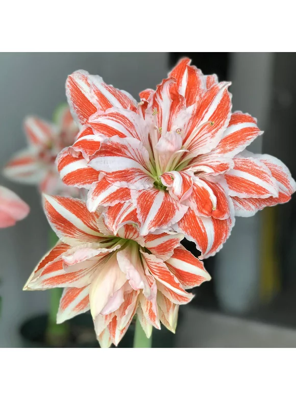 Amaryllis Dancing Queen (1 pack) Bulb, Multi-color Flowers - Professional Growers from Easy to Grow