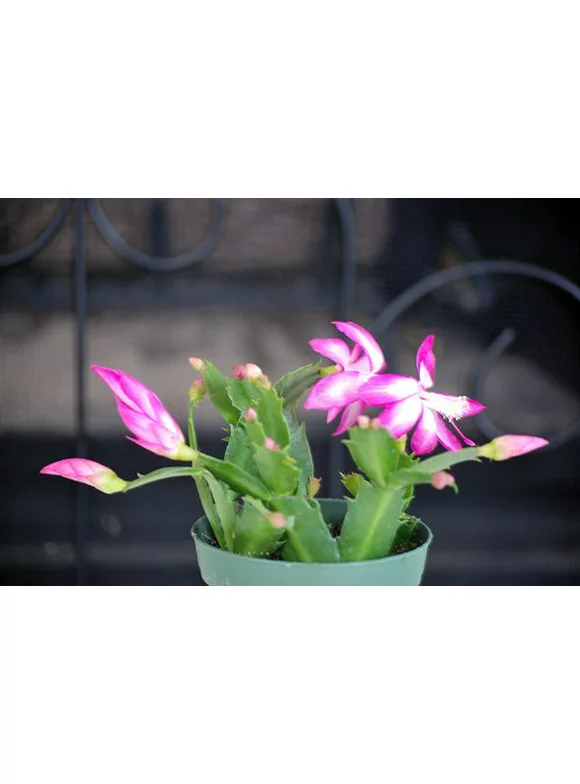 9GreenBox Pink Christmas Cactus Plant - Zygocactus - 4" Pot